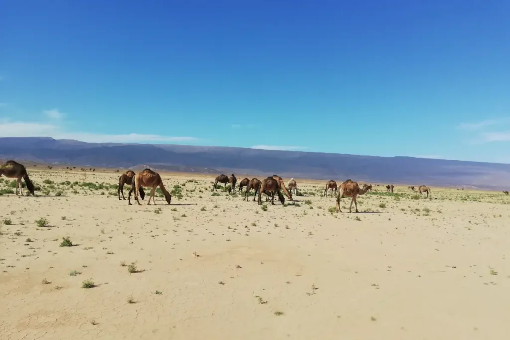 3-day marrakech desert tour to chegaga