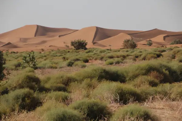 wild sahara desert of chegaga