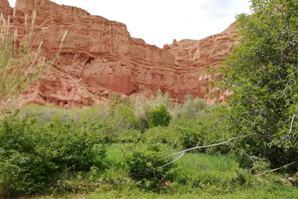 Green valley landscapes and rose fields during trekking in Morocco