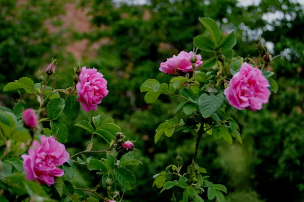 walking through blooming rose fields in the Valley of Roses Morocco