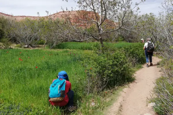 passing through Berber villages during rose bloom season