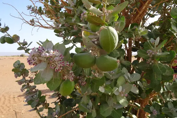 Flora and Fauna of the Sahara Desert